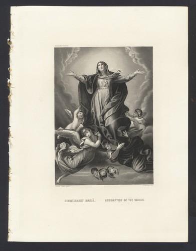 Assunzione della vergine di - della, vergine,
